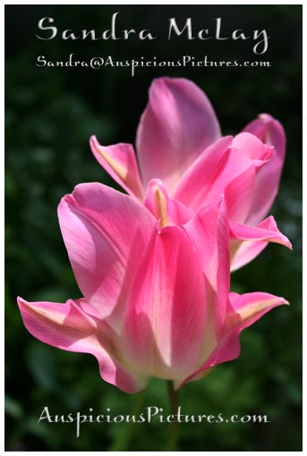 sandra@auspiciouspictures.com